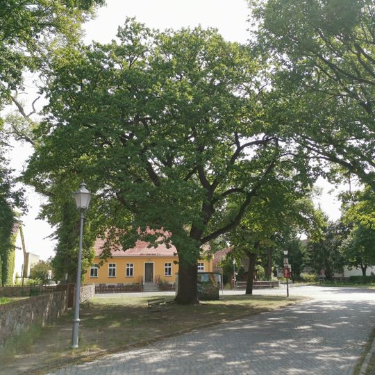 Naturdenkmal Stieleiche am Dorfplatz Gräbendorf