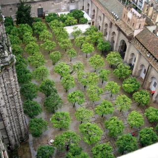 Courtyard of the Orange Trees, Cathedral of Seville