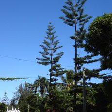 Mala'ekula