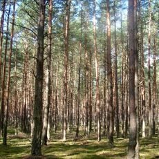 Noteć Forest