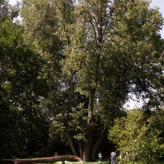 Papilės penkiolikakamienė liepa