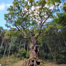 The Great Camphor Tree of Takeo