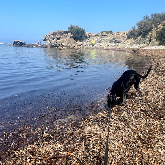 Spiaggia per cani