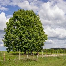 1 exemplář Tilia cordata (lípa srdčitá)