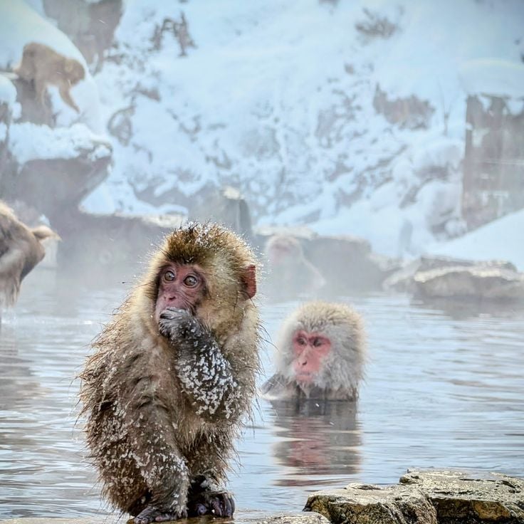 Jigokudani Maymun Parkı