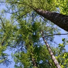 Modryna nature monument, Dubechne