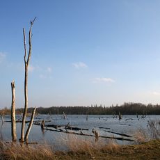 Moerassen van Harchies