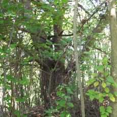 2 Kiefern am Karnich