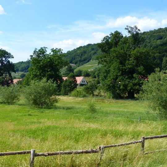 Naturdenkmal Eichen am Schöpsdamm Pillnitz
