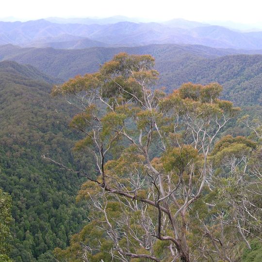 Eastern Australian temperate forests