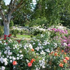 Royal National Rose Society Gardens