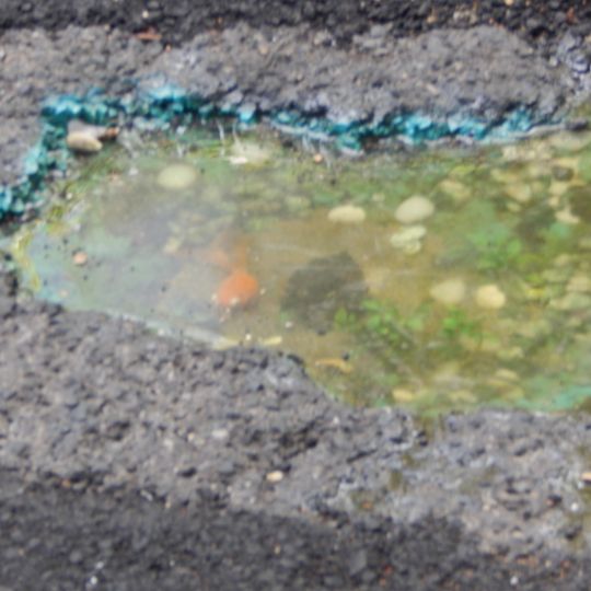 Gold fish in a pothole