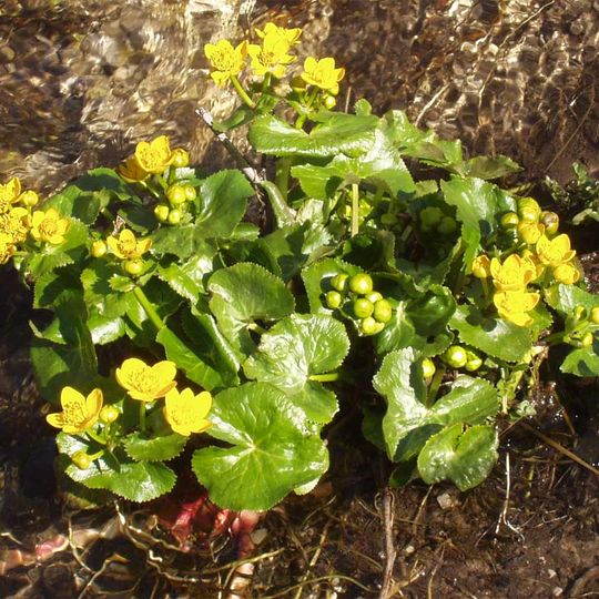 Jardín de Plantas Medicinales de la Universidad de Ciencias de la Salud de Hokkaido