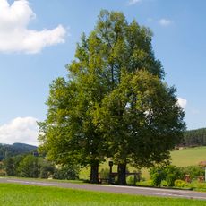 Zwei Winterlinden in Oberweitrag