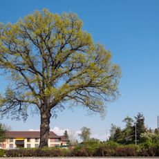 Quercus robur in Schildau