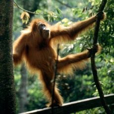 Tropischer Regenwald auf Sumatra