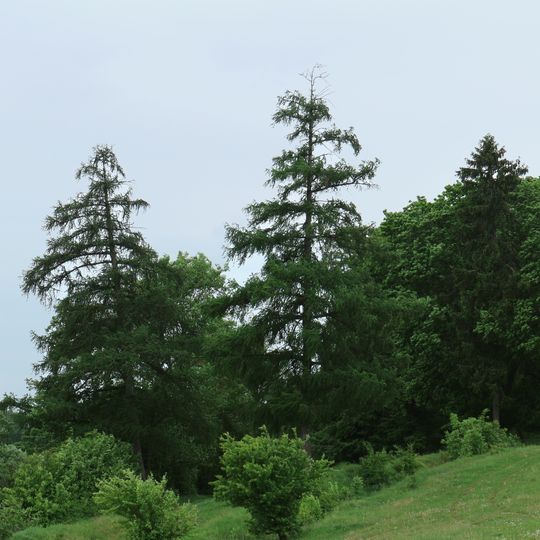 Біогрупа ялини колючої