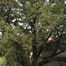 Споменик природе Стабло храста лужњака Платнара