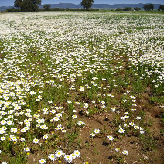 Parque natural del Valle de Alcudia y Sierra Madrona