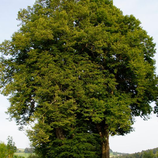 Drei Friedhofslinden in Kollerschlag