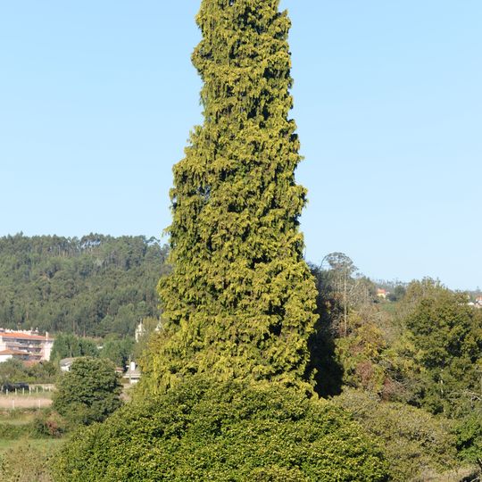 Árvore isolada em Lugar do Monte. R. Abilio Campos Jardim da D. Julieta Portal Jorge