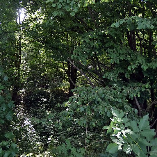 Feuchtgebiet 'Am Weißen Damm'