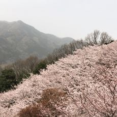 五色山公園