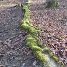 Steinerne Rinne N von Roschlaub