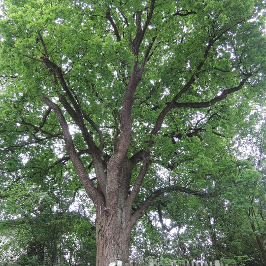 Stieleiche in Urfahr