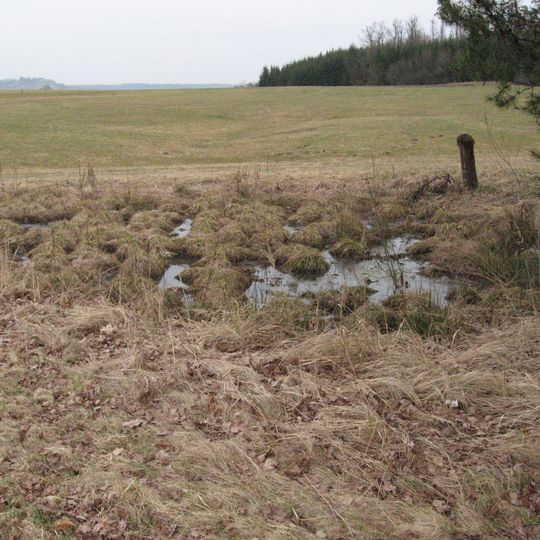 Feuchtgebiet mit Weidengehölz