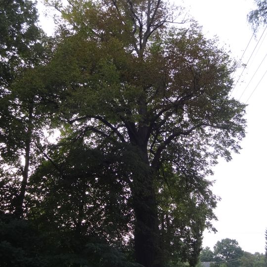 Lípa v Modlibohově