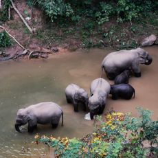 Wild Elephant Valley