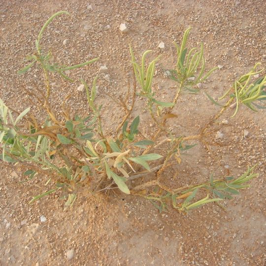 Jardín Botánico de la Universidad Rey Saud