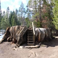 Mark Twain Tree