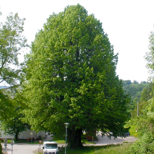 Hausbaumlinde von Altmünster