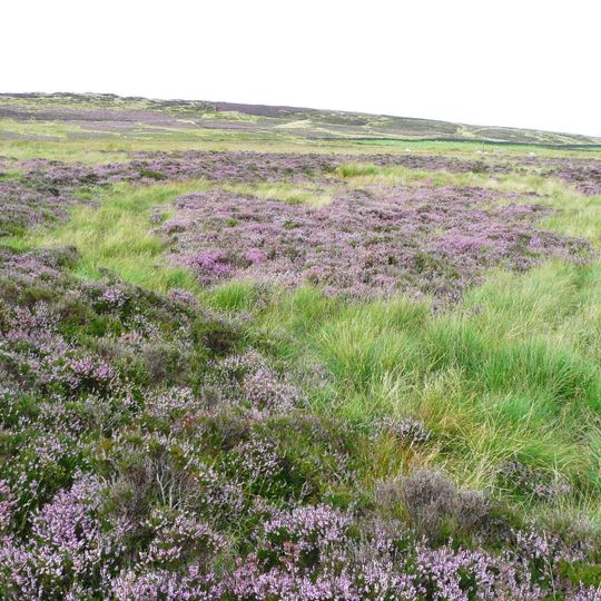 Enclosed Bronze Age urnfield 440m north west of Rough Bottom on Midgeley Moor