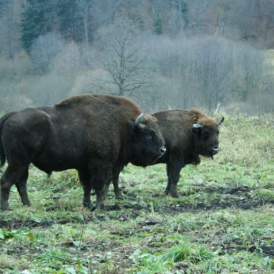 Parc naturel Vânători-Neamţ