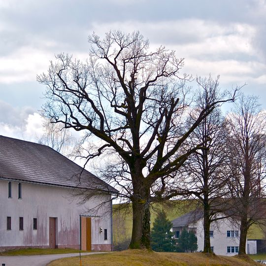 Hiblereiche in Mitterdörfl