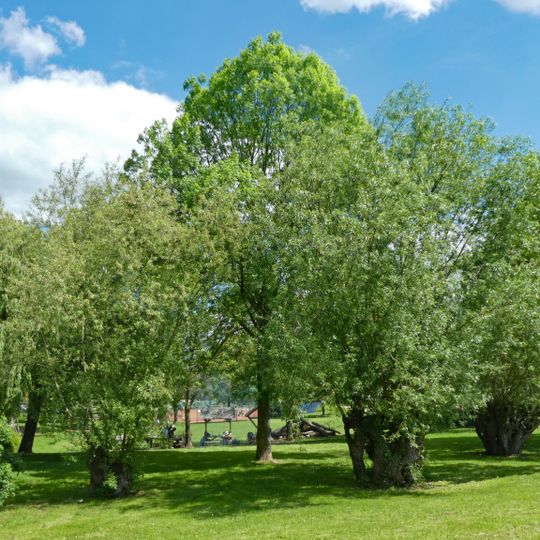 Kopfweiden am Sportgelände