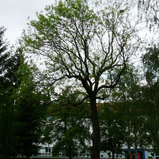 Jasan v Sezimově Ústí