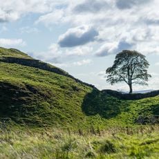 Sycamore Gap Tree