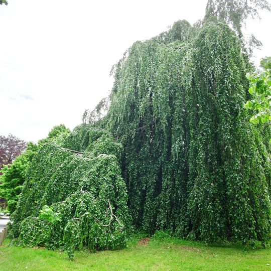 Trauerbuche Jägerstraße