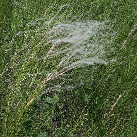 Лозовогрушевий заказник