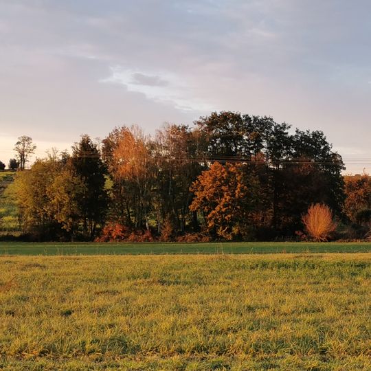 Ufergehölz am Hörschbach