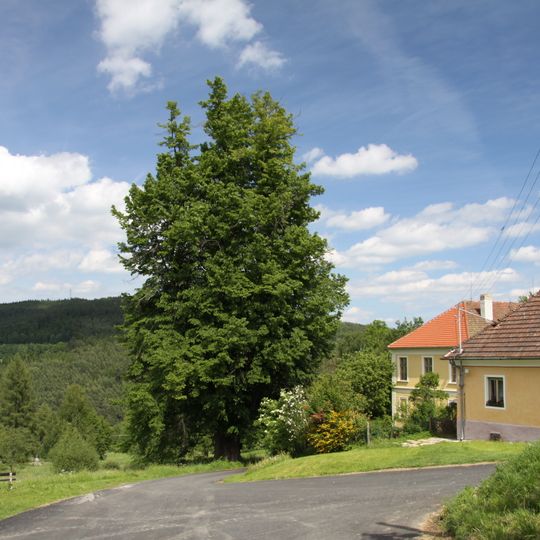 Frantolská lípa malolistá