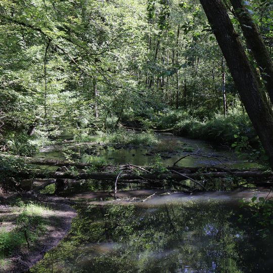 Auenwald bei Erlenfurt