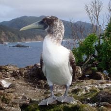 Kermadec Islands Nature Reserve