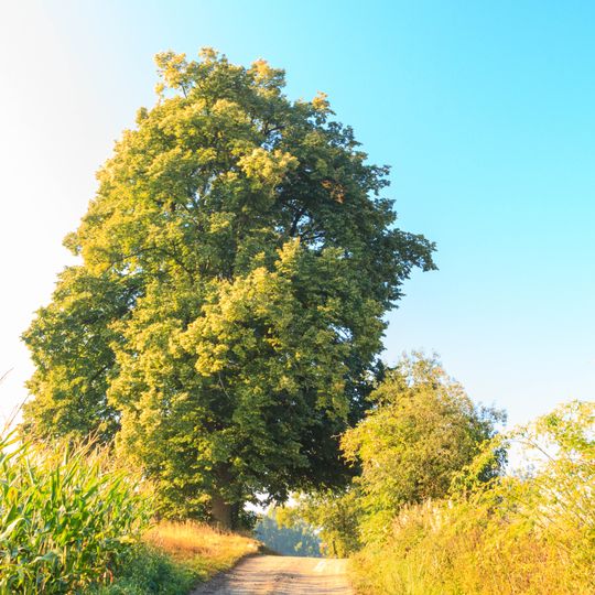 Lípa v Nových Dvorech