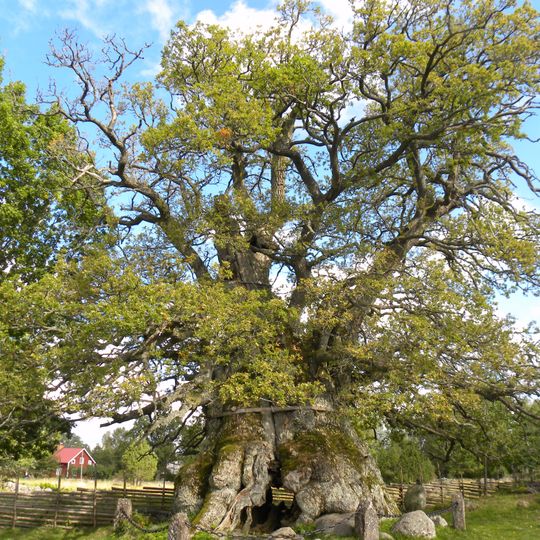 Rumskulla oak