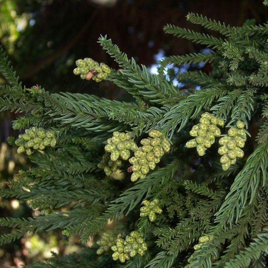 Arboretum des Grands Murcins